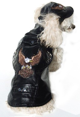 Poodle in Biker Jacket from Inventor Spot